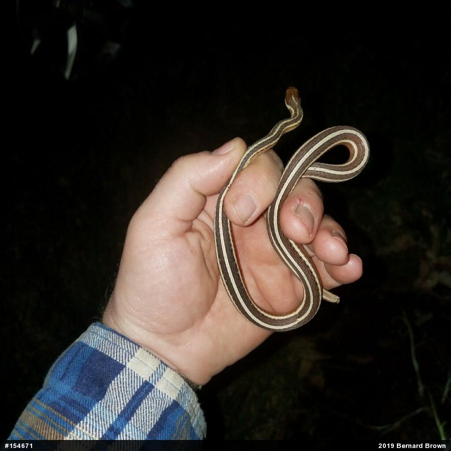 Eastern Ribbonsnake