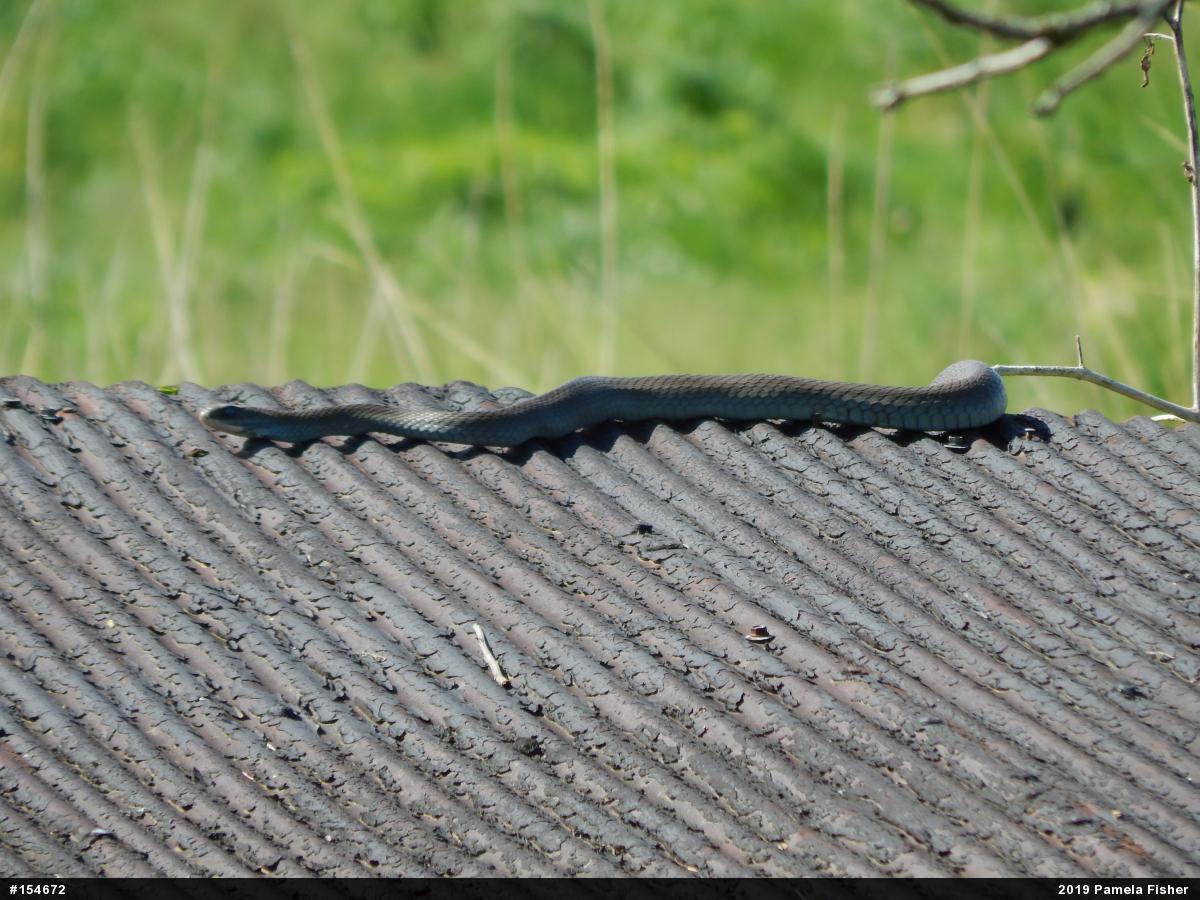 Northern Black Racer