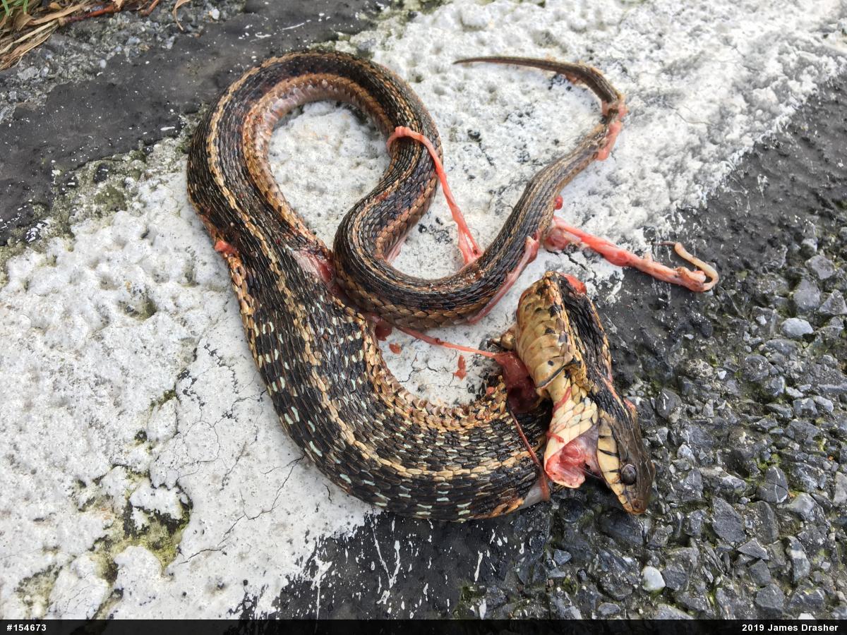 Eastern Gartersnake