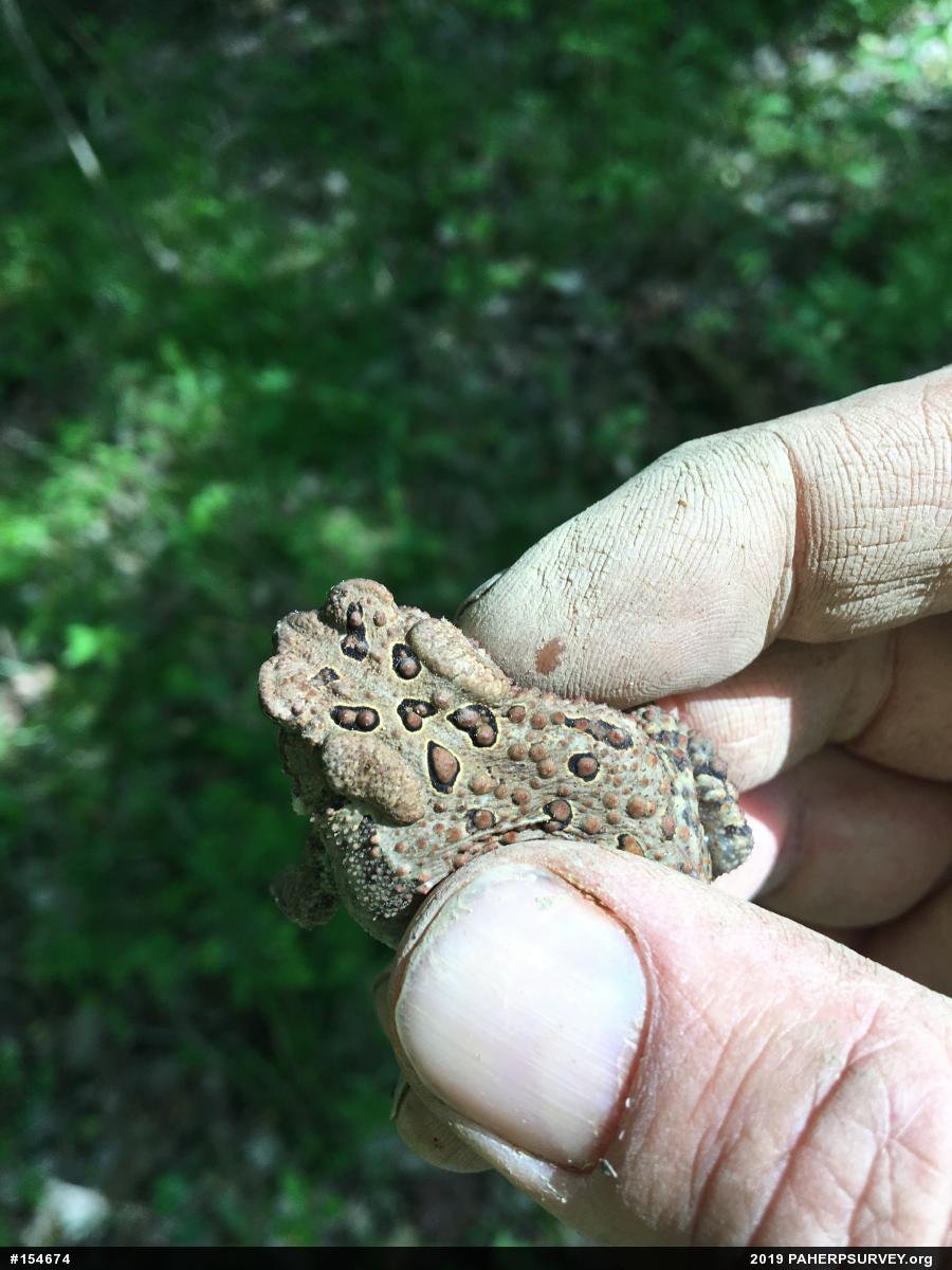Eastern American Toad