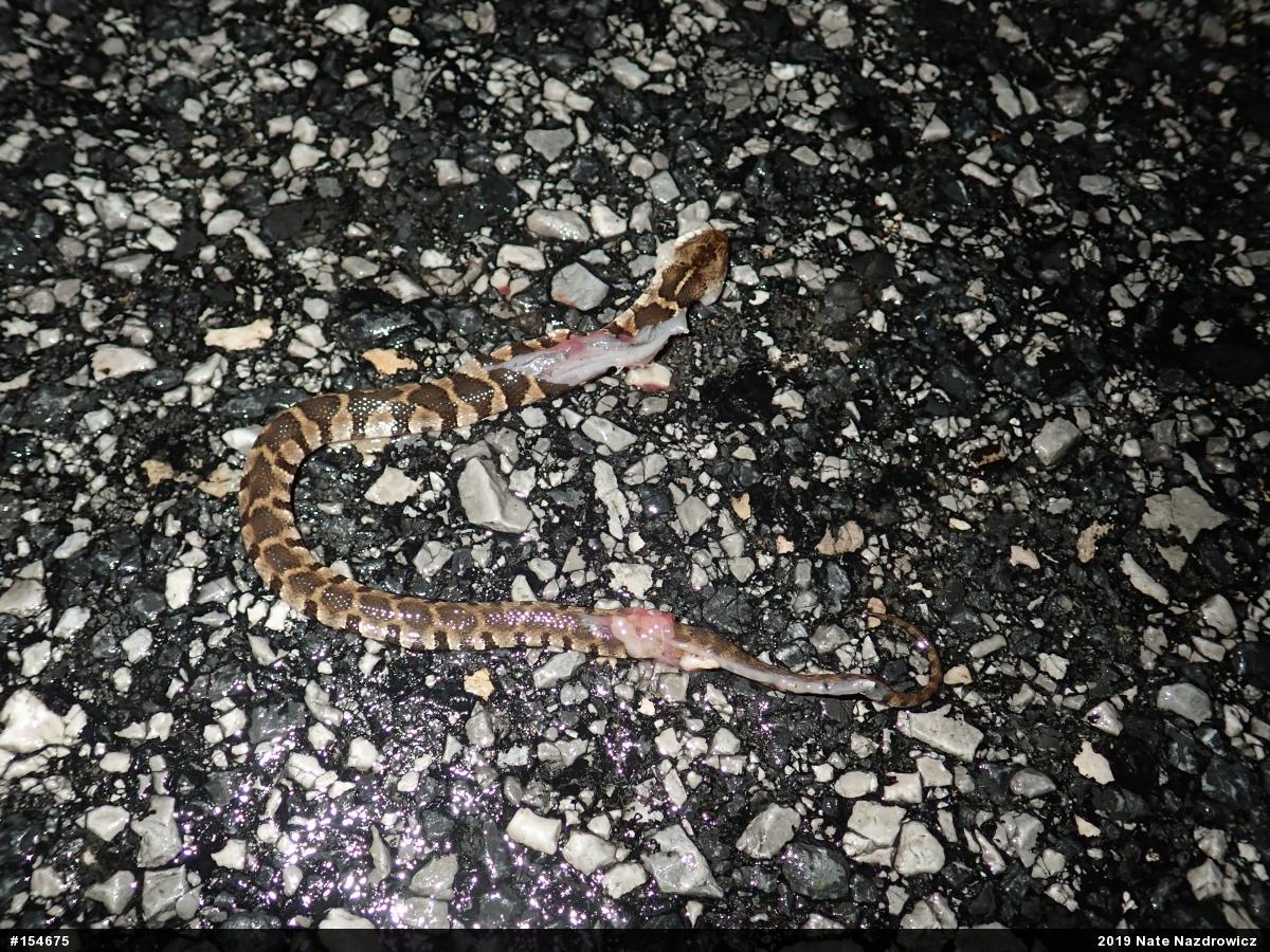 Northern Watersnake