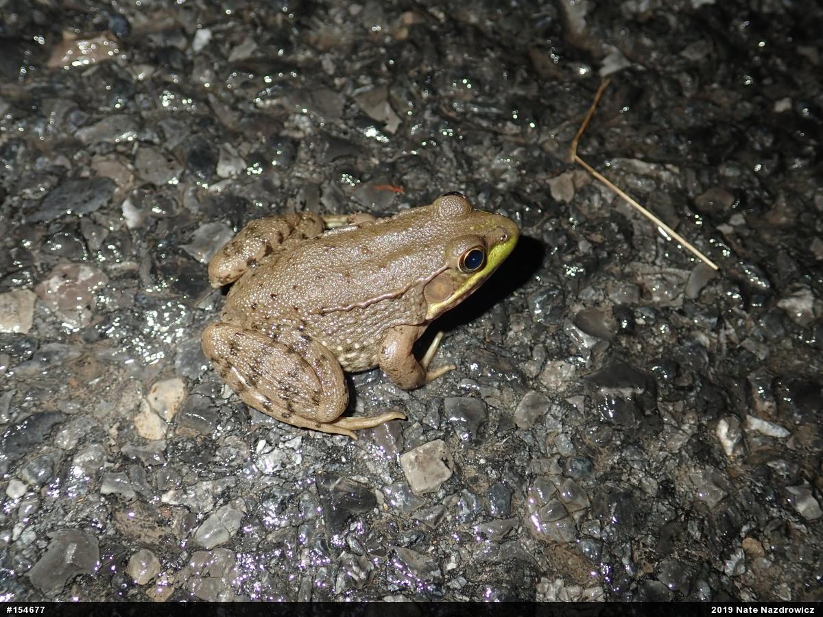 Green Frog