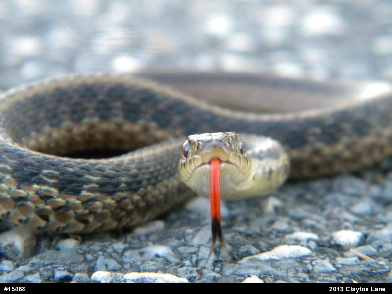 Eastern Gartersnake