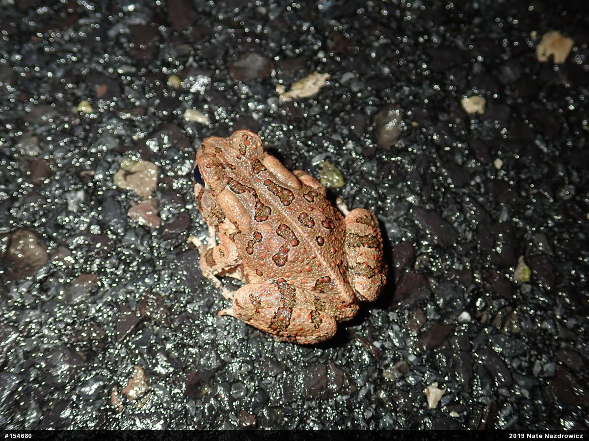Fowler's Toad