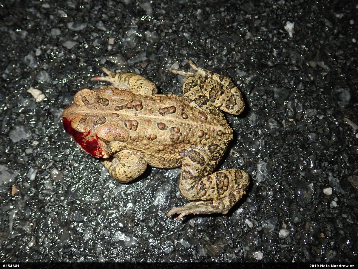 Eastern American Toad