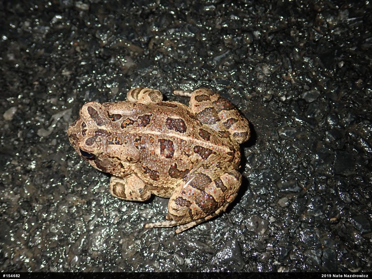 Fowler's Toad