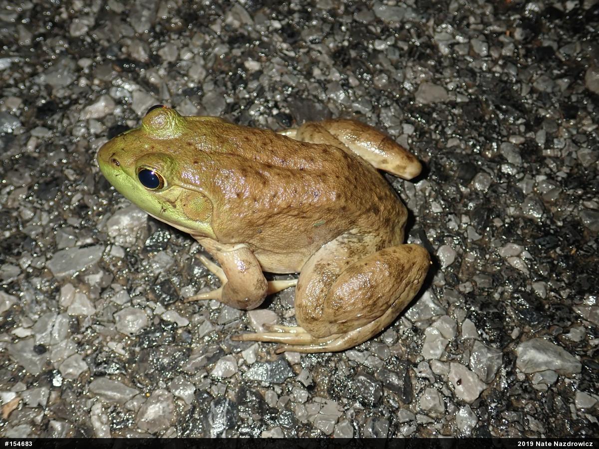 American Bullfrog