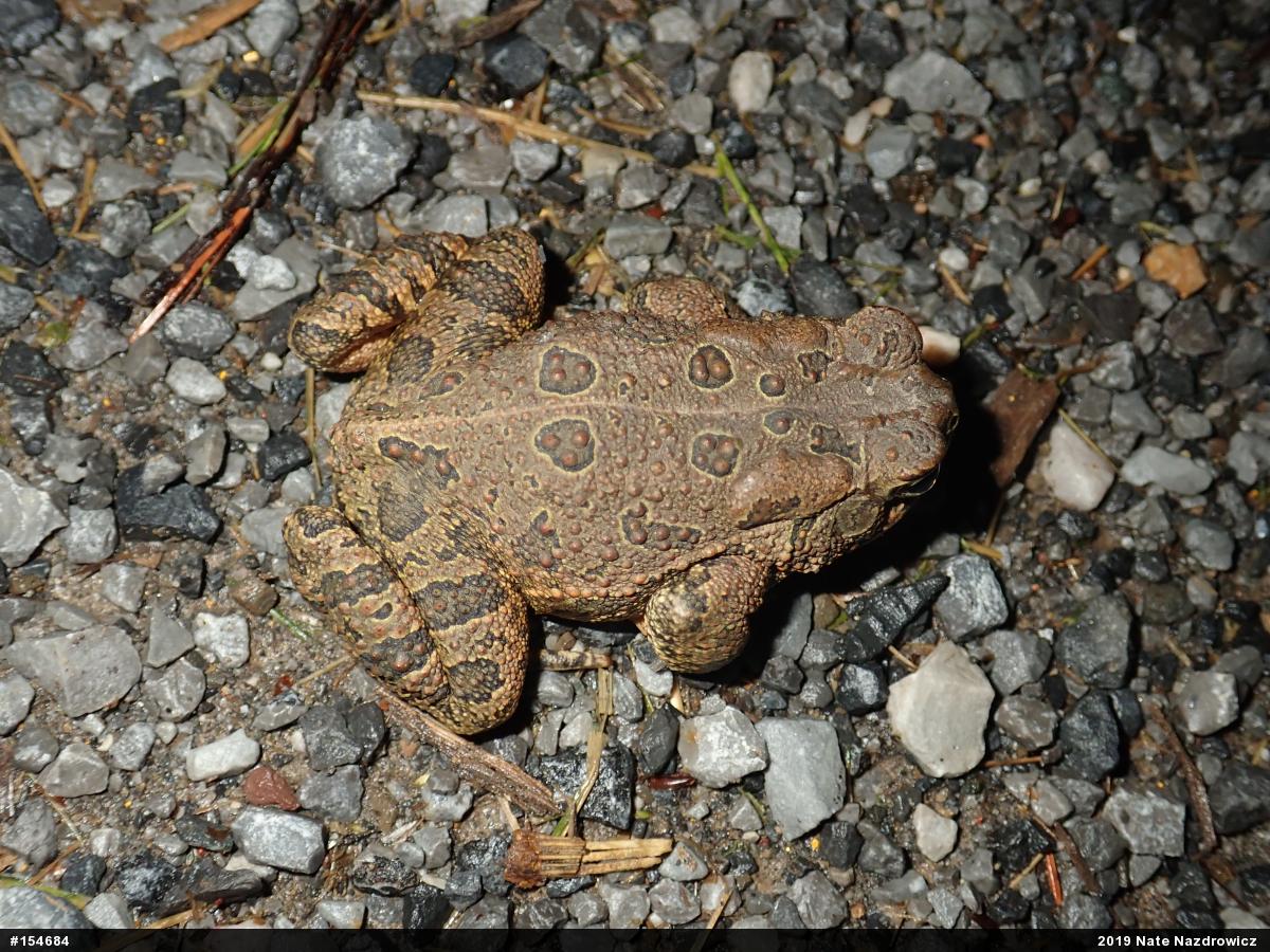 Fowler's Toad