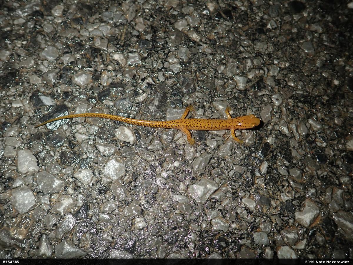 Eastern Long-tailed Salamander