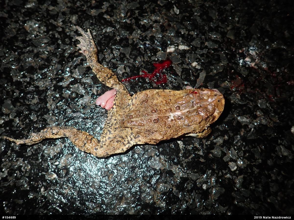 Eastern American Toad