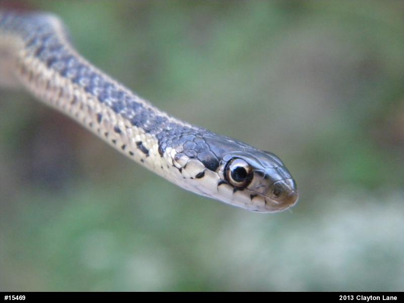 Eastern Gartersnake