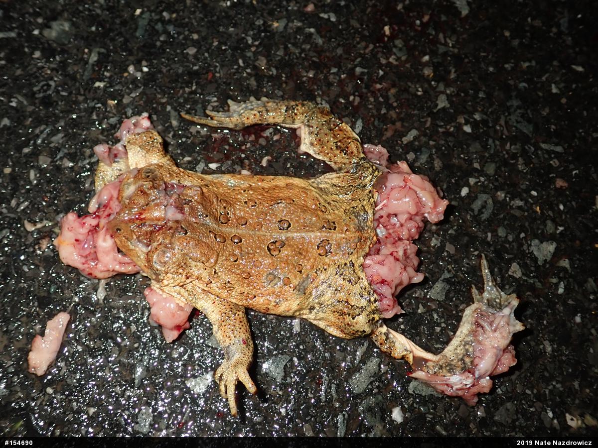 Eastern American Toad