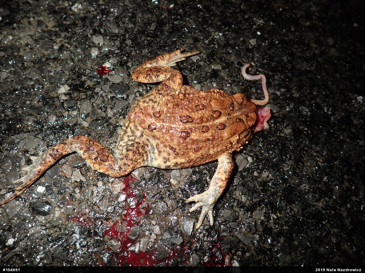 Eastern American Toad