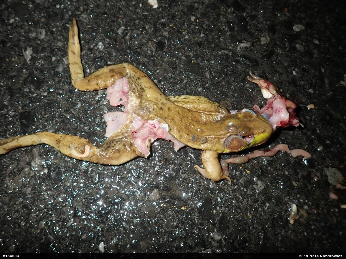 Green Frog