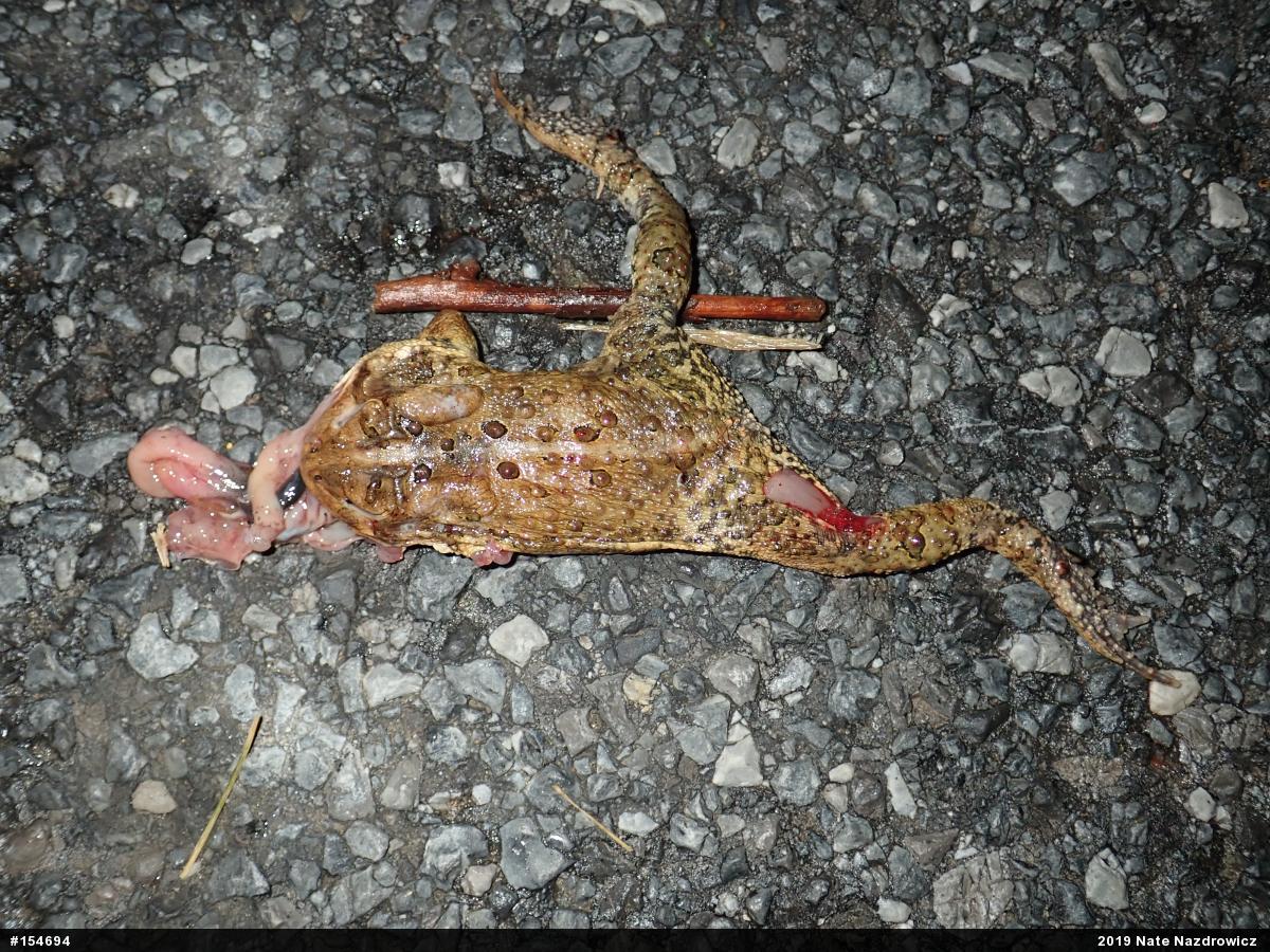 Eastern American Toad