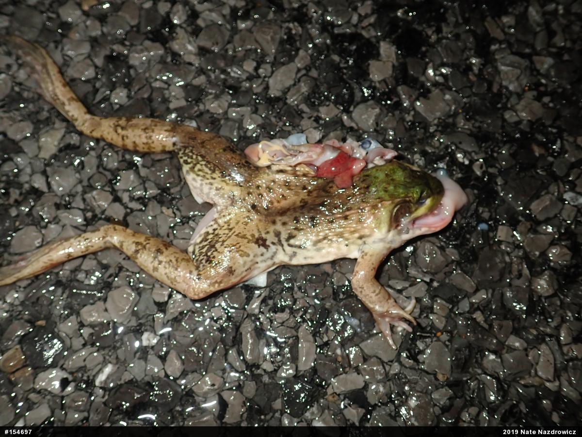 Green Frog