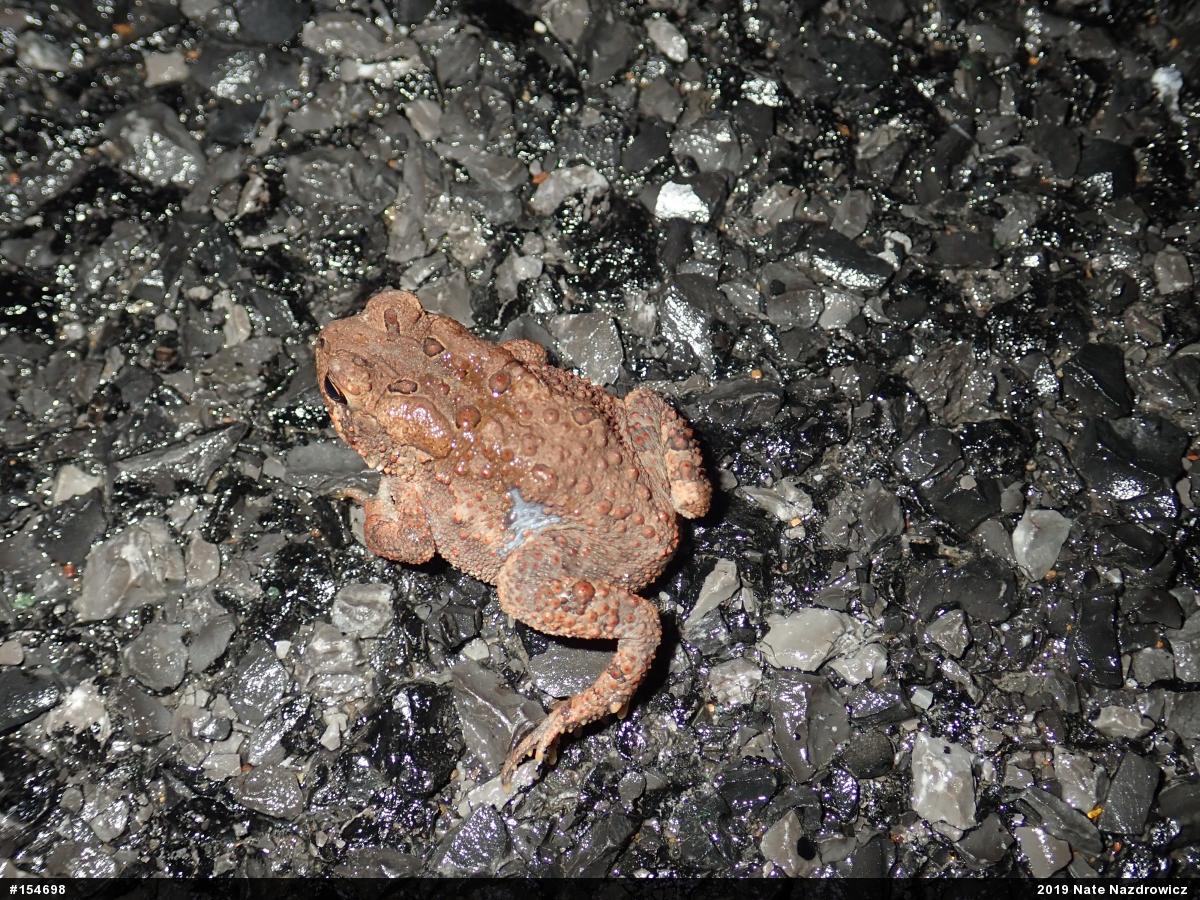 Eastern American Toad