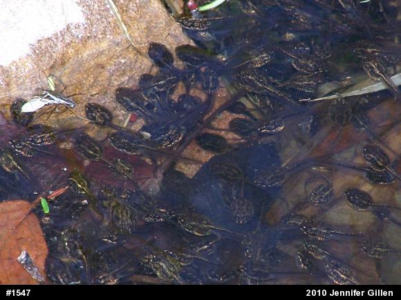 Wood Frog