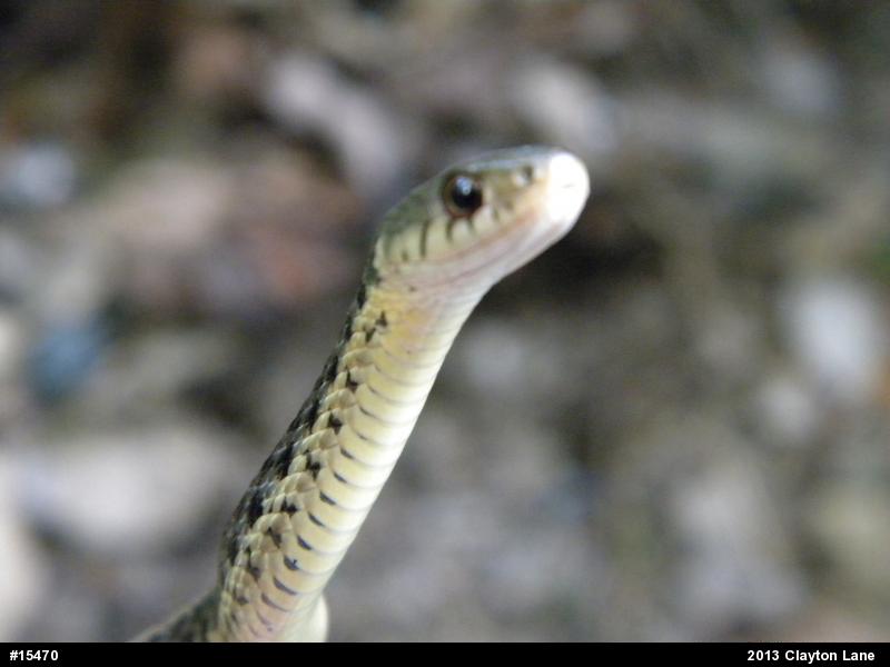 Eastern Gartersnake