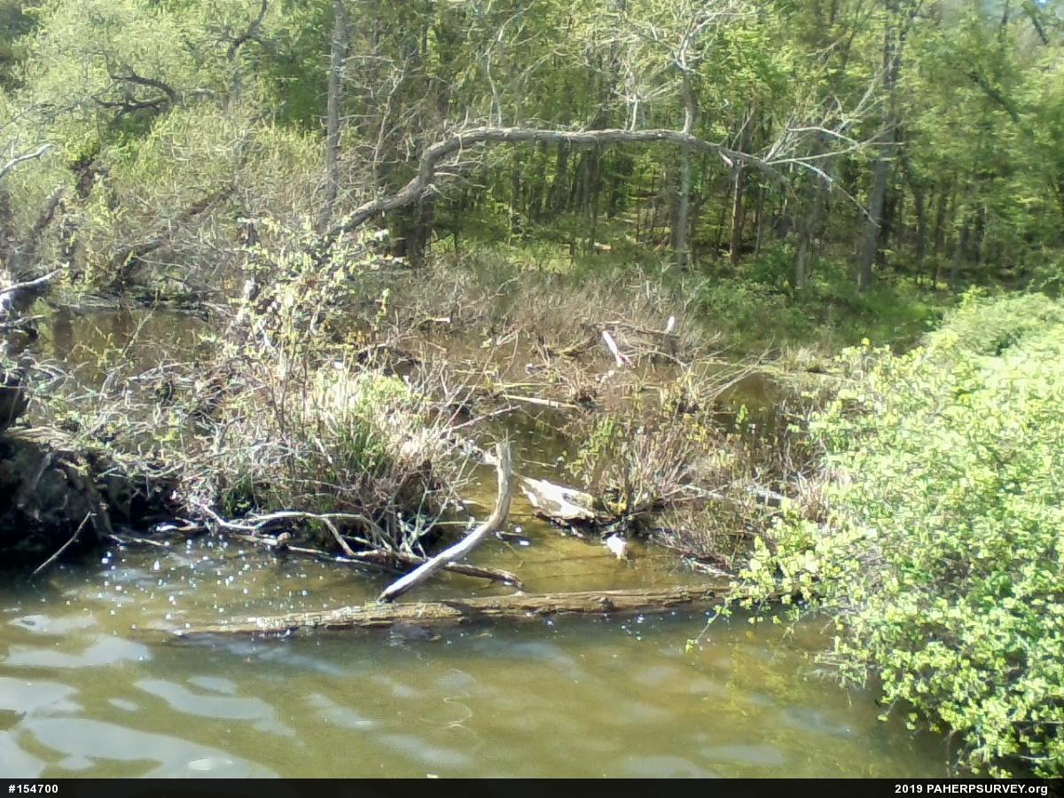 Painted Turtle
