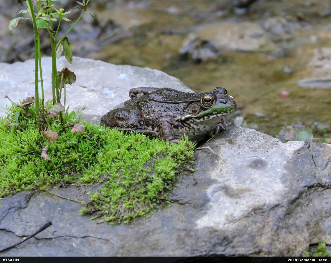 Green Frog