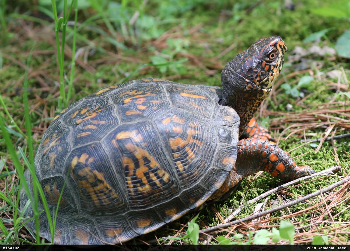 Eastern Box Turtle