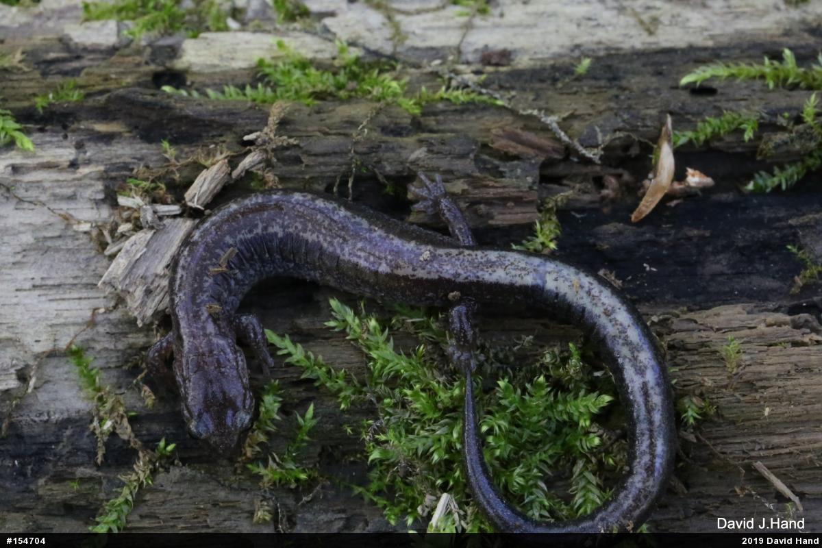 Eastern Red-backed  Salamander
