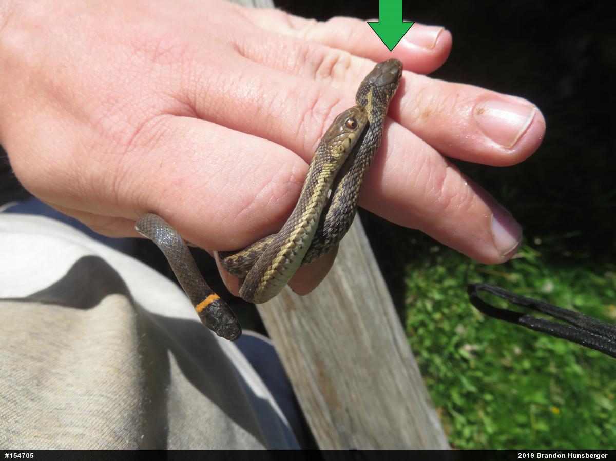 Eastern Gartersnake