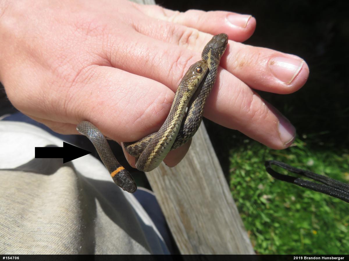 Northern Ring-necked Snake