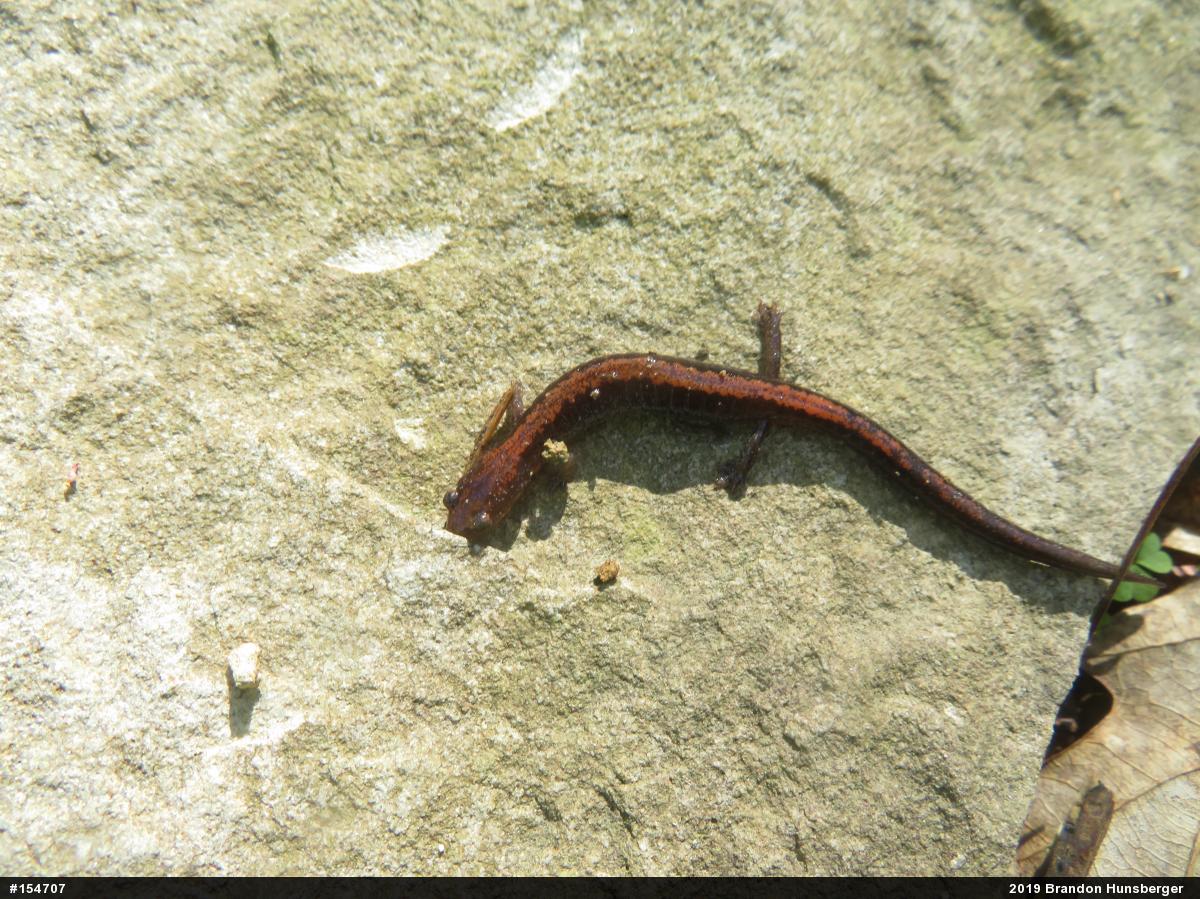 Eastern Red-backed  Salamander