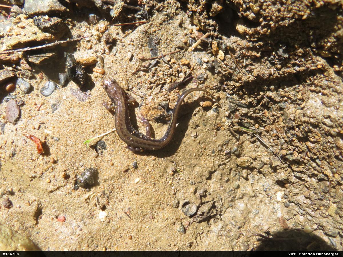 Allegheny Mountain Dusky Salamander