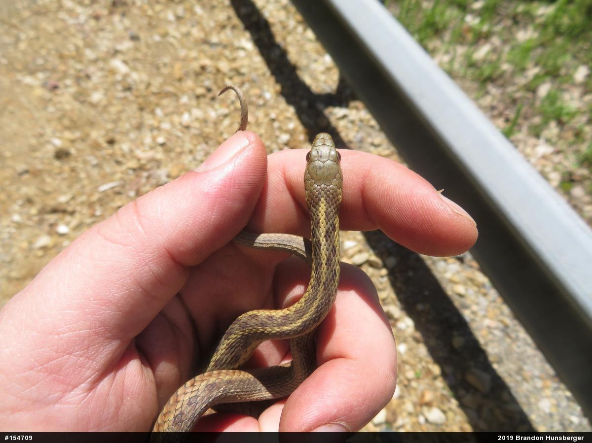 Eastern Gartersnake