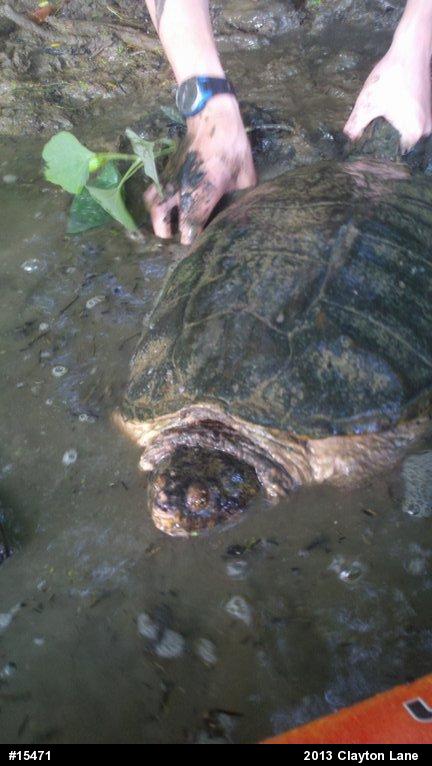 Snapping Turtle