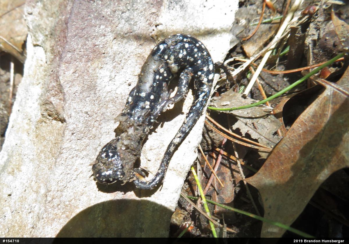 Northern Slimy Salamander