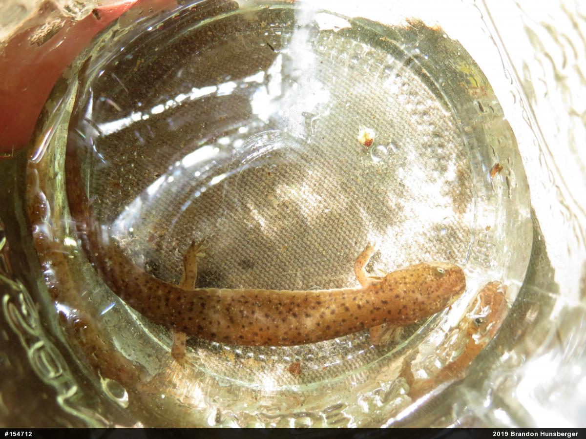 Northern Red Salamander