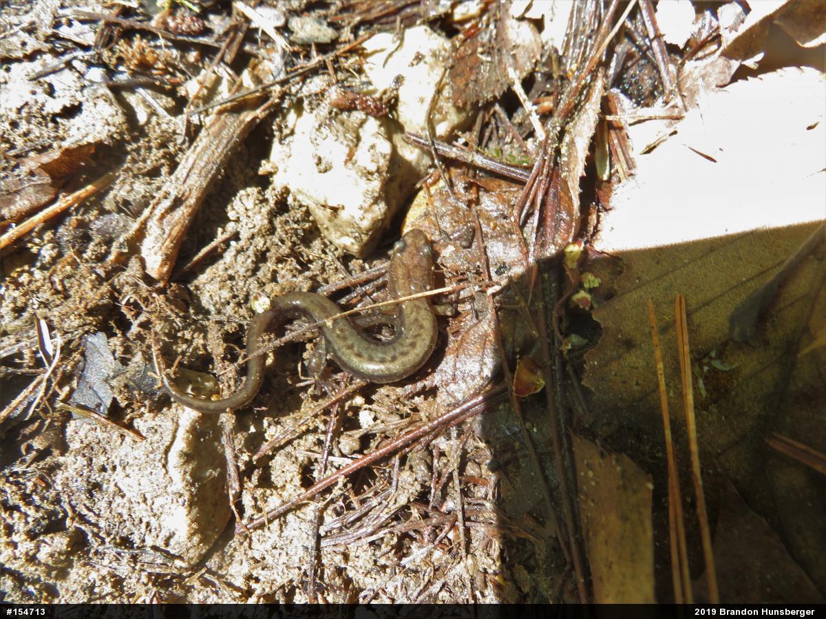 Allegheny Mountain Dusky Salamander
