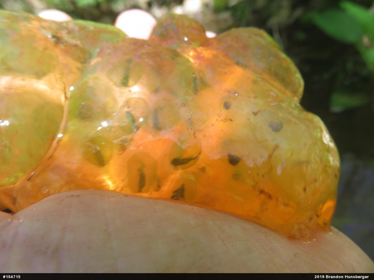 Spotted Salamander