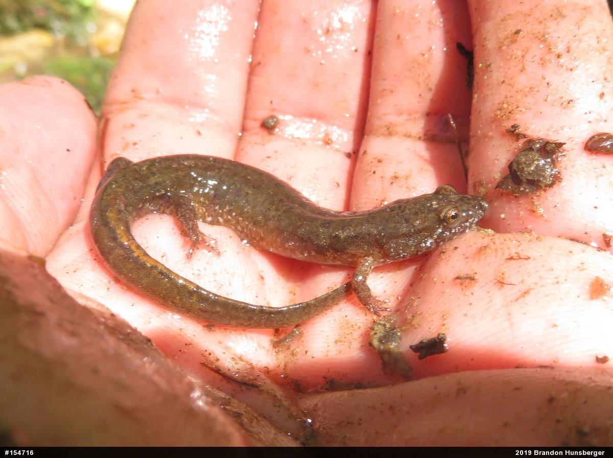 Northern Dusky Salamander