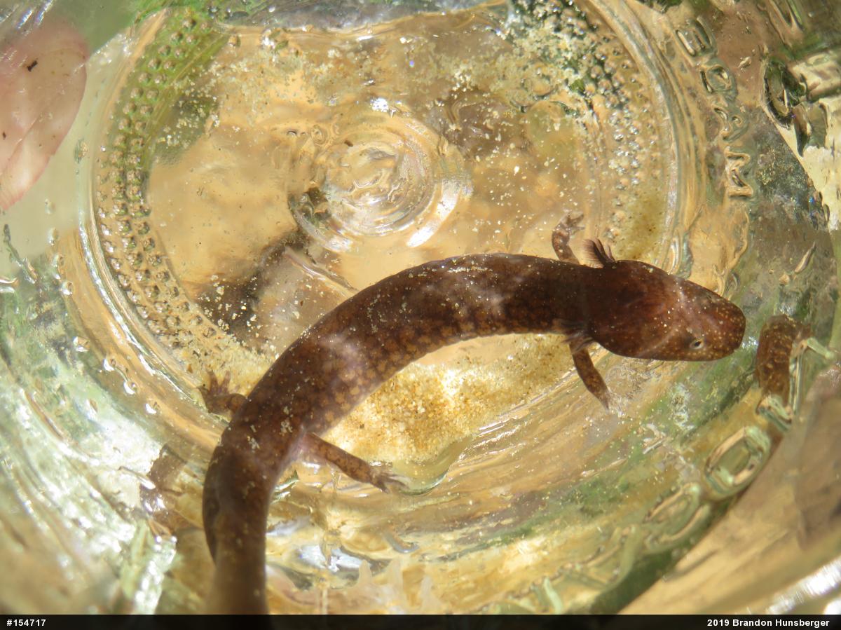 Northern Spring Salamander