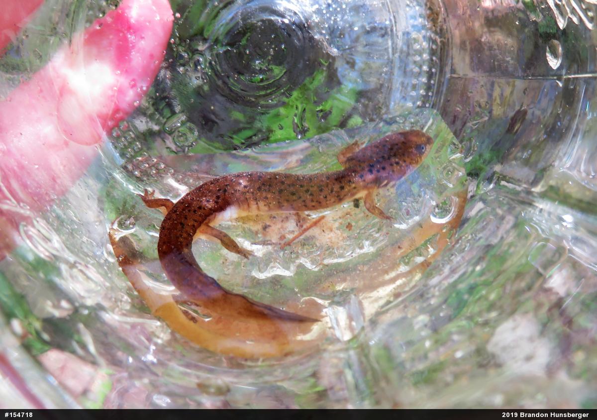 Northern Red Salamander