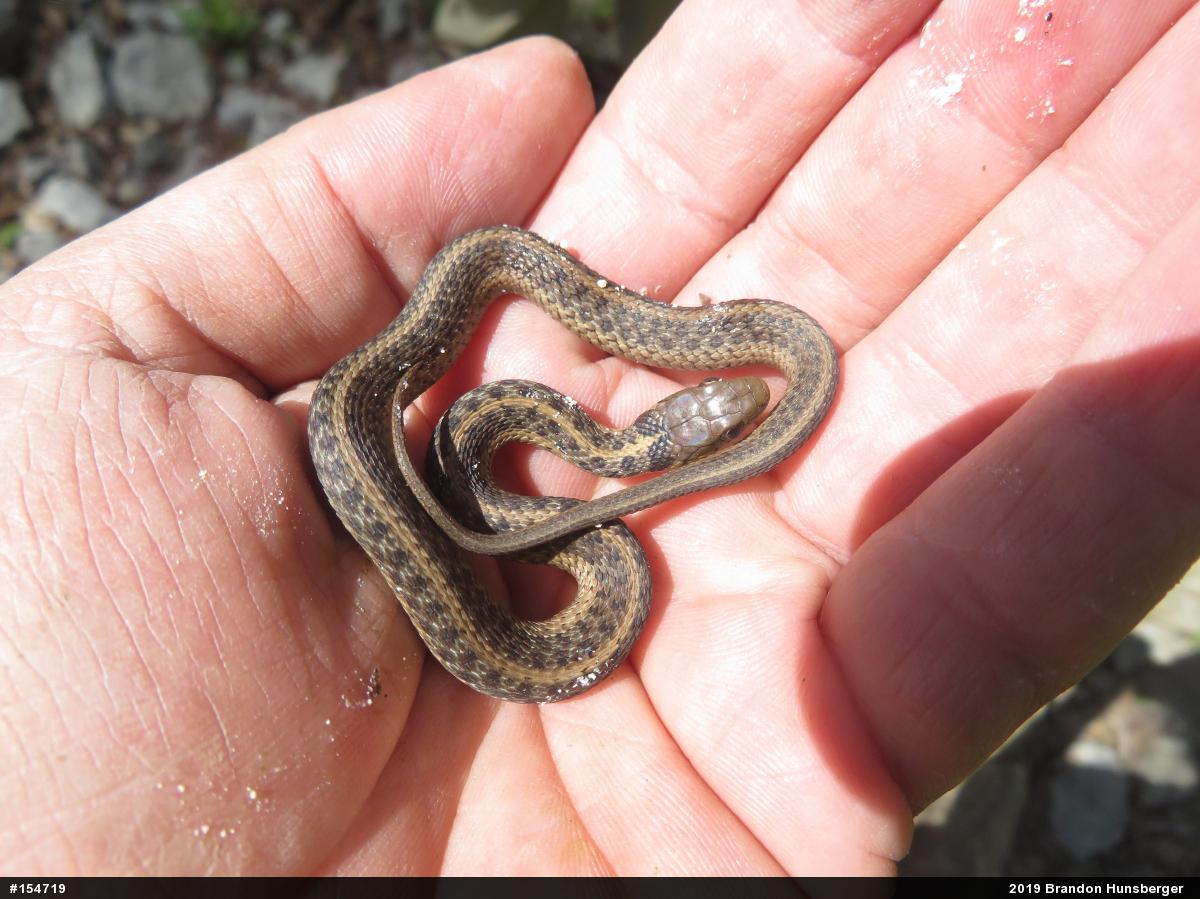 Eastern Gartersnake