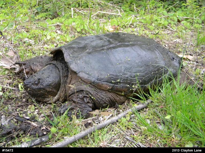 Snapping Turtle