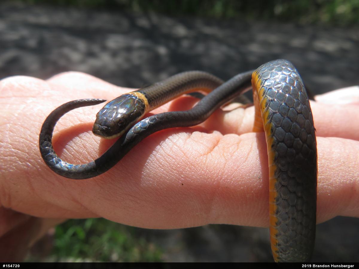 Northern Ring-necked Snake