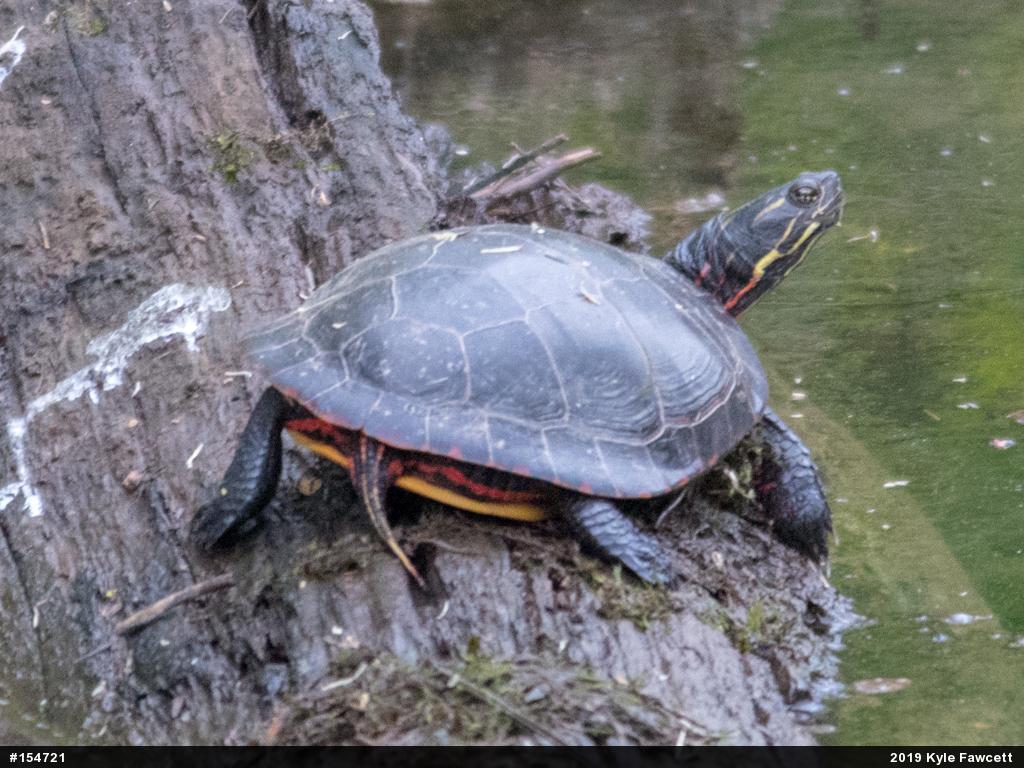 Painted Turtle