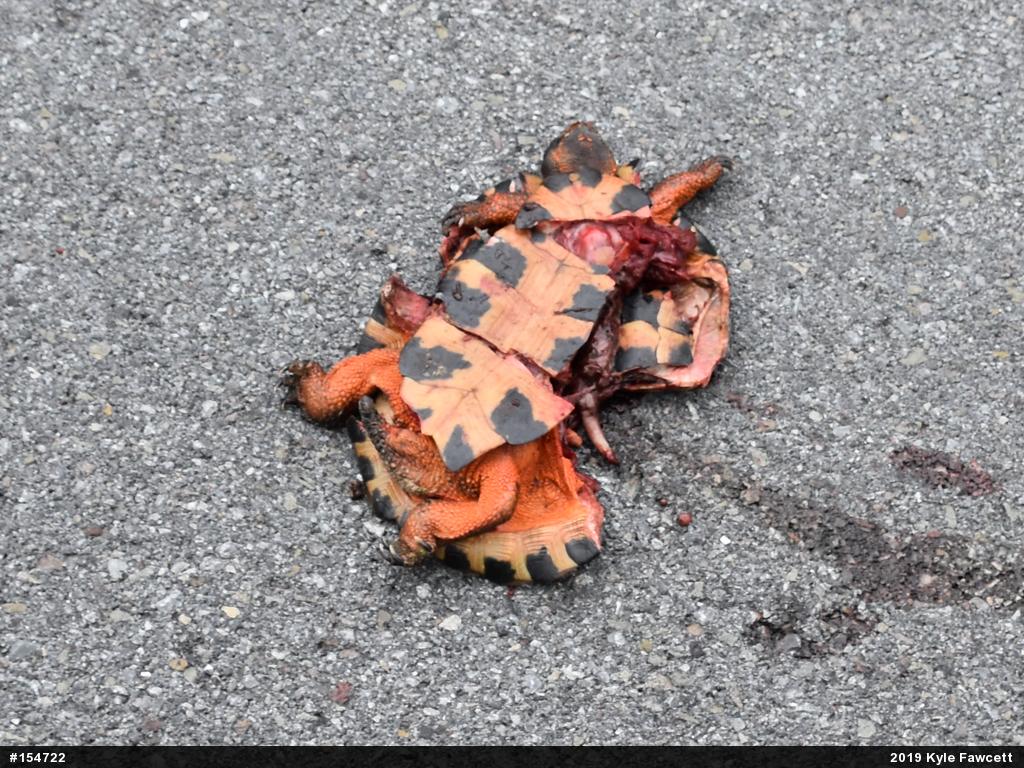 Wood Turtle