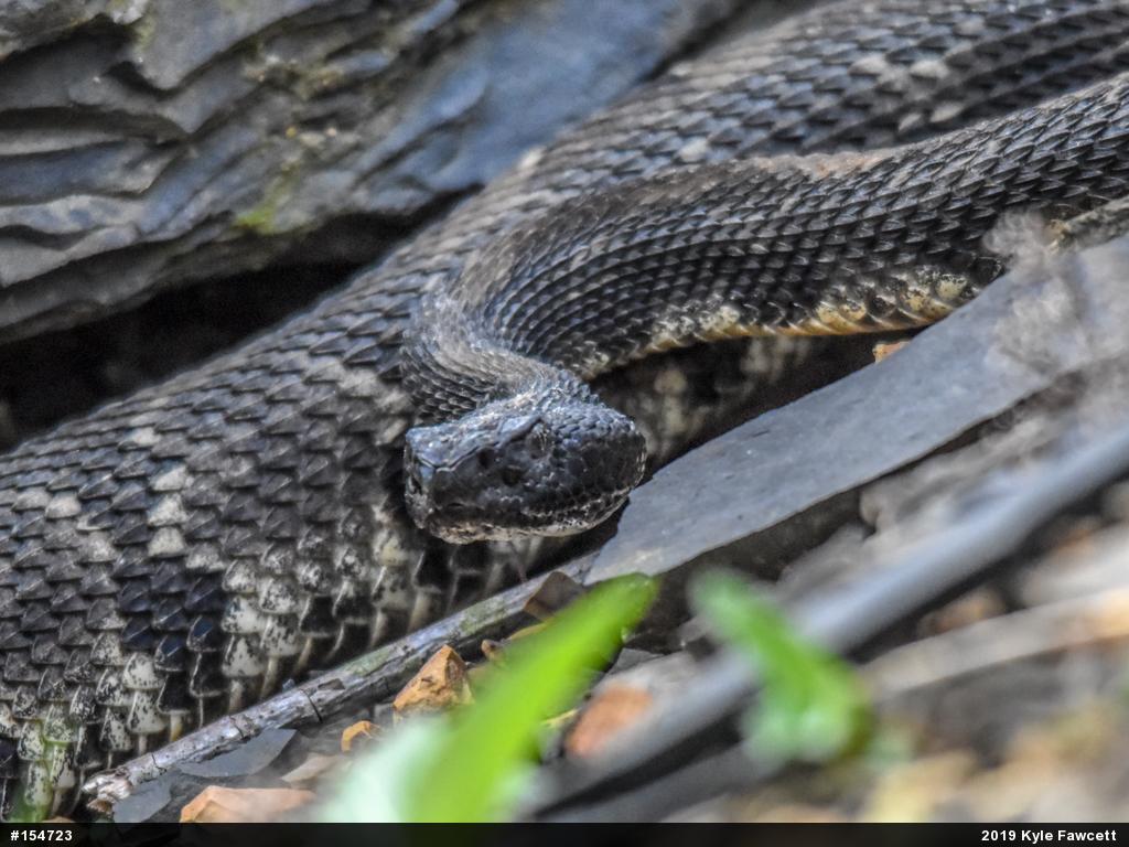 Timber Rattlesnake