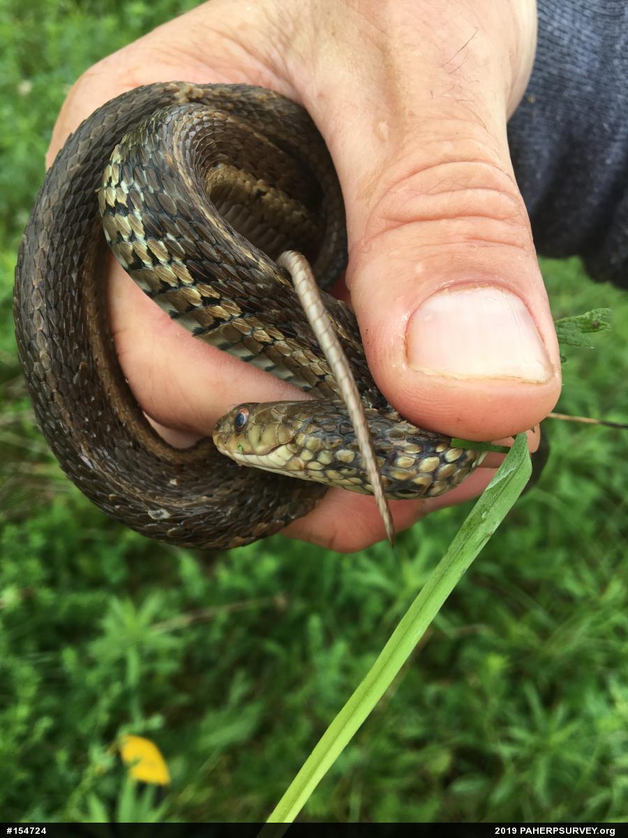 Eastern Gartersnake