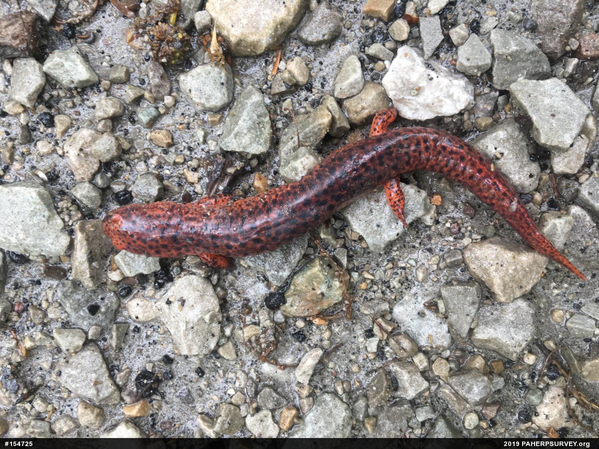 Northern Red Salamander