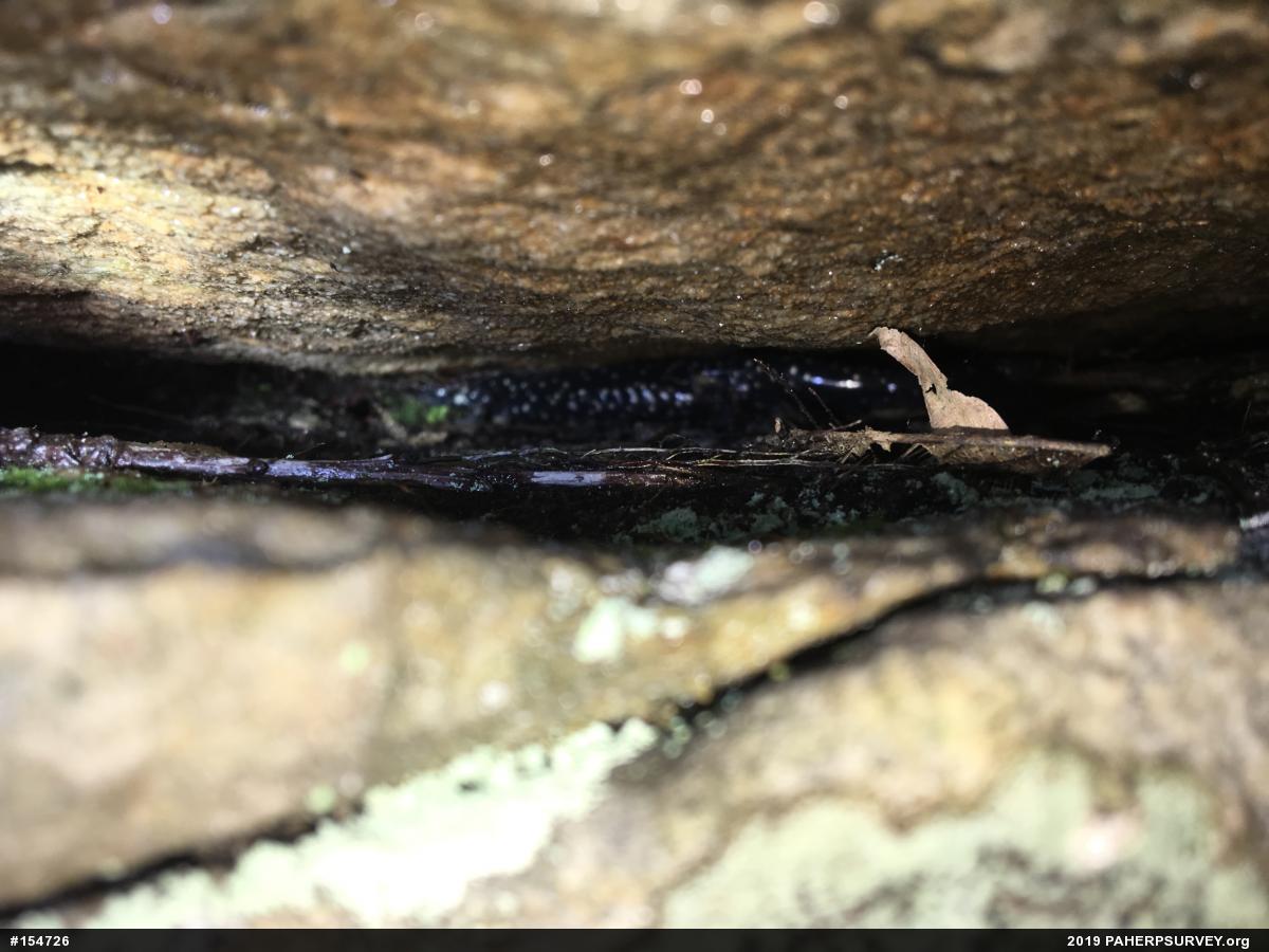 Woodland Salamanders