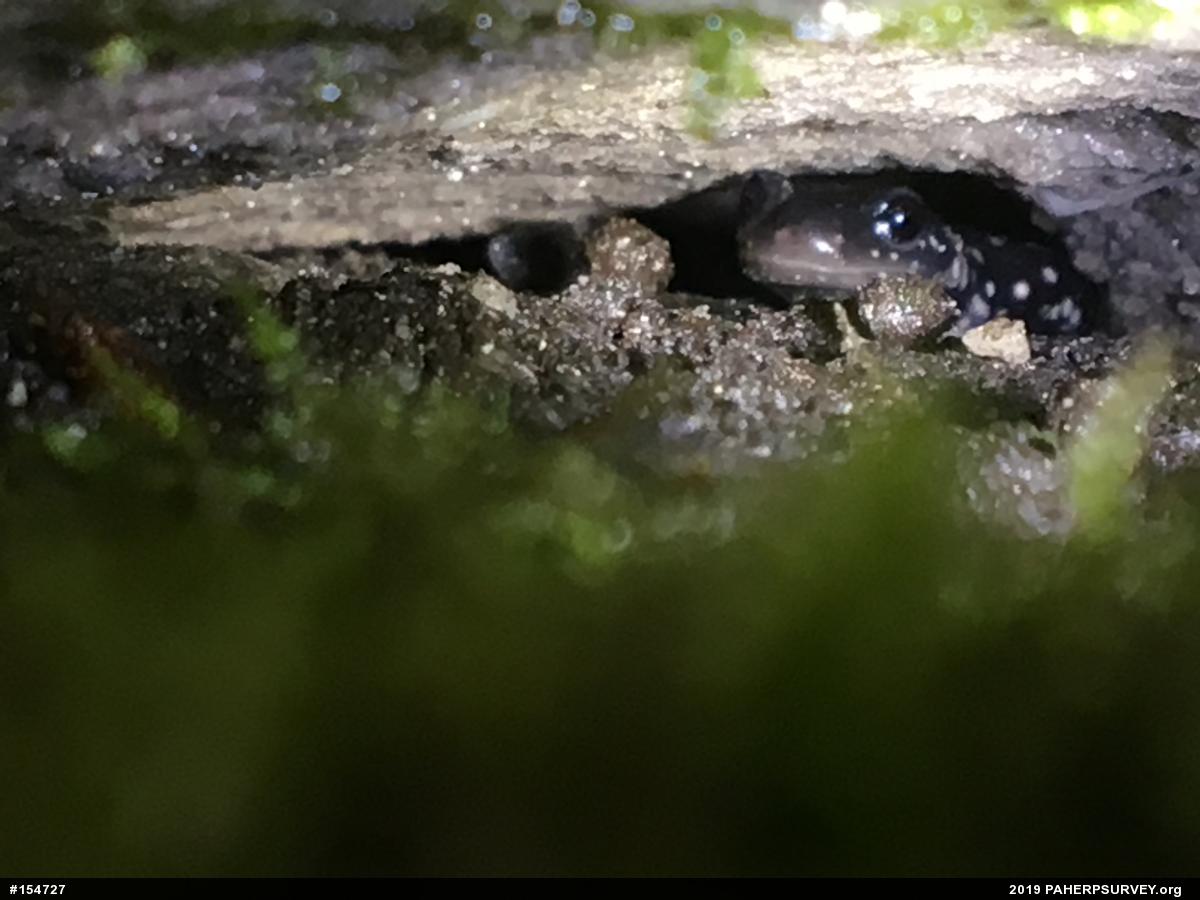 Northern Slimy Salamander